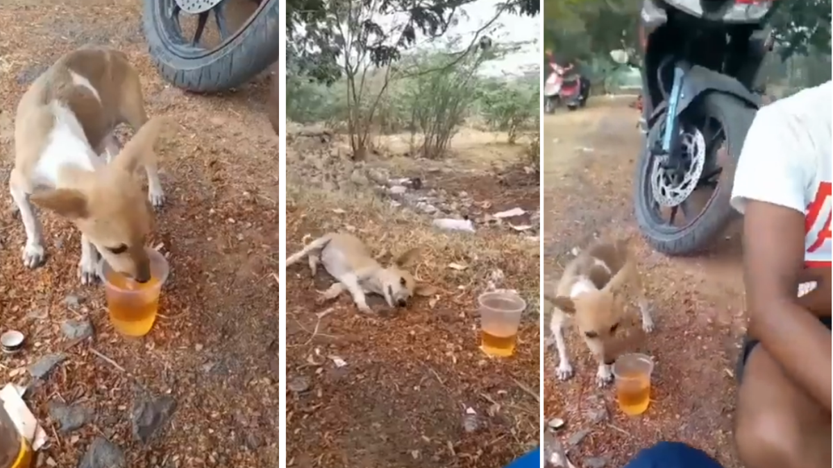 Dog Alcohol Video Viral
